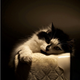 Illustration for article titled Shooting Challenge Pets Gallery 3